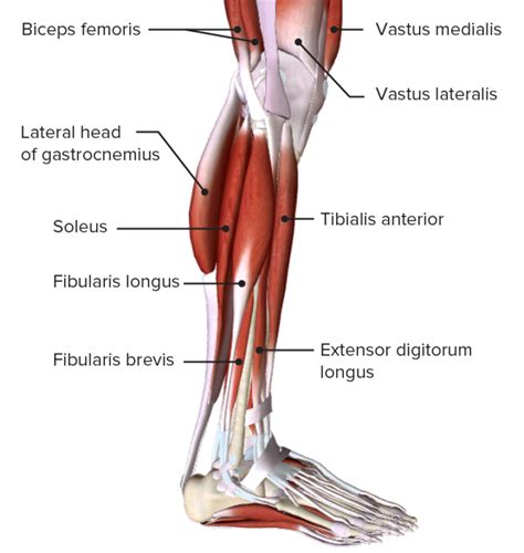 Lower Limb Muscles Lower Limb Lower Extremity Sexiz Pix