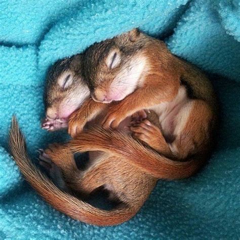 13 Top Cuddly Animal Photos That Will Have You Letting Out A Big Aww