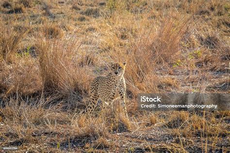 Cheetah Blending In The Grasses Stock Photo Download Image Now