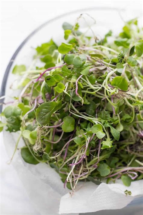 How To Grow Microgreens Indoors Gardening Wholefully