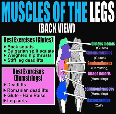 The gluteal muscles, often called glutes are a group of three muscles which make up the gluteal region commonly known as the buttocks: Pin on Exercise - Legs and glute