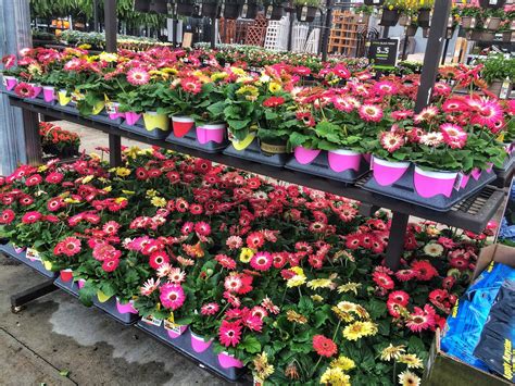 Let our new southern living collection deliver the irresistible beauty of the south. Why Garden Centers Sell Tender Plants So Early - Southern ...