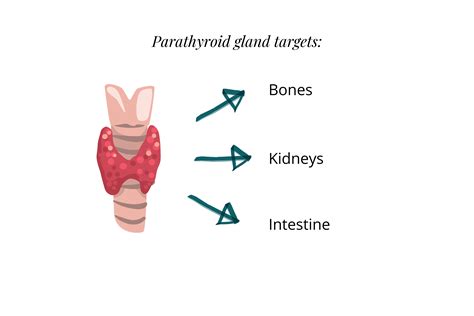 Gut Thyroid Connection How Your Gut Bacteria Influence Thyroid Health