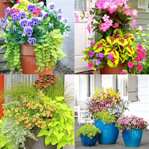 Colorful Mixed Pots Flower Gardening With 30 Plant Lists A Piece Of