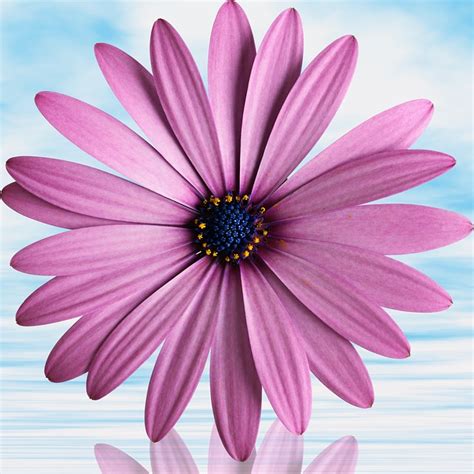 Flower Petal Summer Free Photo On Pixabay