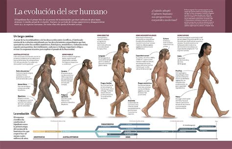 La Evolucion Del Ser Humano La Evolucion Del Ser Humano Images And My