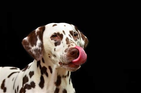 Find the perfect dog licking lips stock photos and editorial news pictures from getty images. Why Does My Dog Keep Licking His Lips? | The Jug Dog Blog