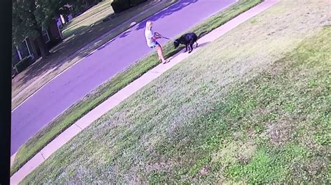 Neighbors Dog Pooping On Sidewalk And Leaving Youtube