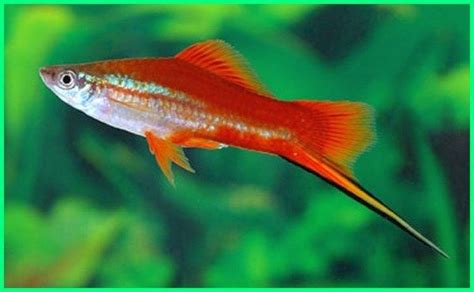 Inilah 40 jenis ikan hias aquarium. 10 Ikan Hias Paling Mudah dan Cepat Berkembang Biak ...
