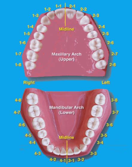 Diagram Of Tooth Numbering System