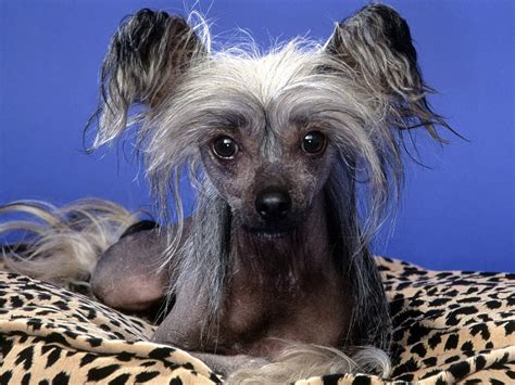 Chinese Crested Dog Wallpapers And Images Wallpapers Pictures Photos