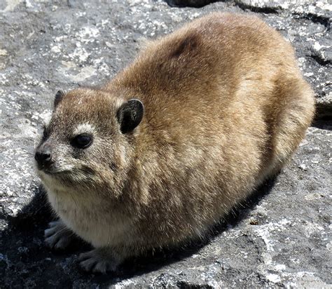Baby Rock Hyraxes Eat Their Parent's Poop