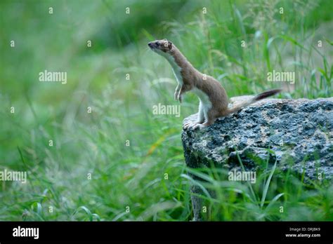 Stoat Mustela Erminea Also Known As The Short Tailed Weasel Stock