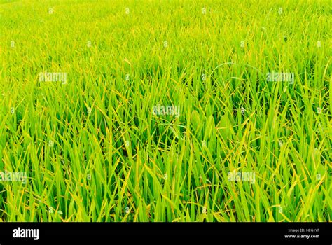 Hariargup Rice Field Khulna Division Bangladesh Stock Photo Alamy