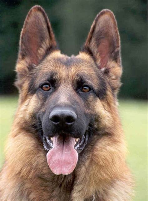 5 Questions You Should Ask German Shepherd Breeders Hubpages