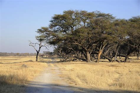 Mopane Trees 1 Hwange NP Pictures Zimbabwe In Global Geography