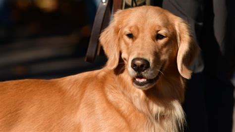 The Most Common Health Issues With Golden Retrievers Forbes Advisor