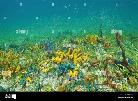 Seabed With Colorful Underwater Marine Life And Juvenile Fish Schooling