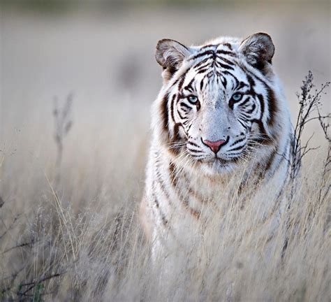 White Tiger Photo By ©bridgena Barnard Tag Naturegeography Hayvan