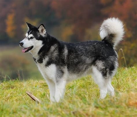 Meet The Breed The Alaskan Malamute My Best Friend Dog Care