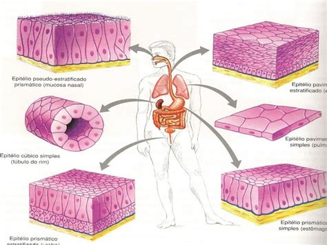 Tecido Epitelial Tecidos Do Corpo Humano Tecido Epitelial Histologia