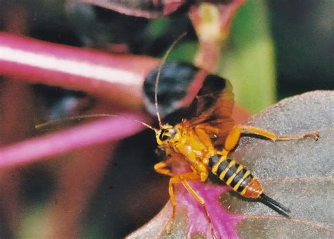 Yellow Banded Ichneumon Wasp Echthromorpha Agrestoria