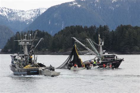 Sitka Herring Fishery Opens For First Time In 2 Years Alaska Public Media