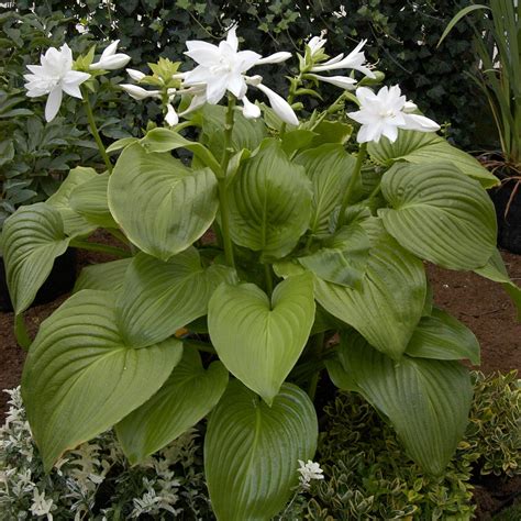 Hosta Plantaginea Venus Acheter Des Hostas Chez Coolplants