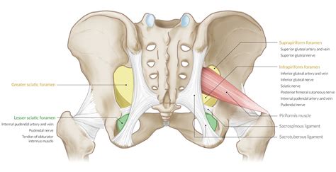 Anatomy of pelvis & perineum by profgoodnewszion 74013 views. Posterior Pelvis Anatomy Muscles / Female Pelvic Floor 1 ...
