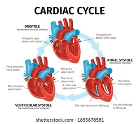 Cardiac Cycle Diagram Labeled Industries Wiring Diagram