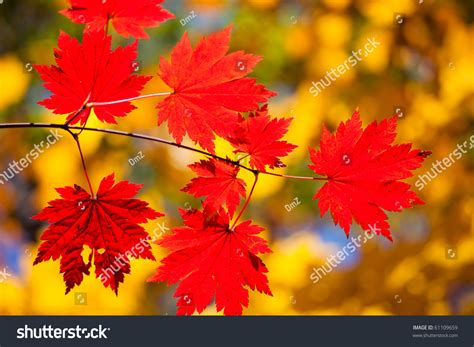 Autumn Landscape Bright Colored Maple Leaves On The