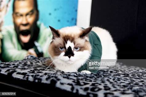 Albert Baby Cat Photos And Premium High Res Pictures Getty Images