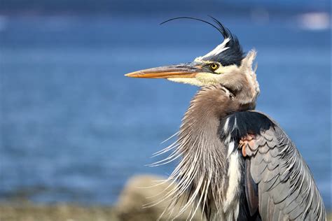 Great Blue Heron Eyes Photo Sharing And Discussion Whatbird Community