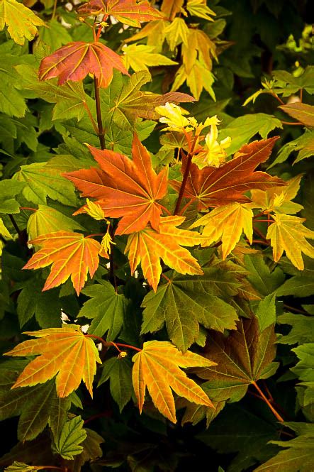 Pacific Fire Vine Maple For Sale The Tree Center