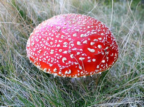 Poisonous Mushrooms Photograph By Ion Relu Pixels