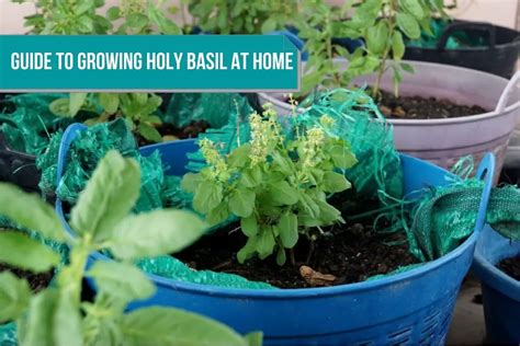 Guide To Growing Holy Basil At Home