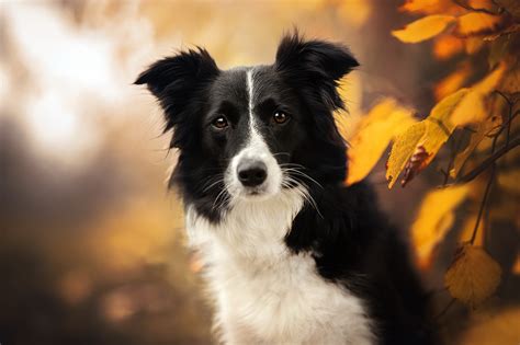 Animal Border Collie Hd Wallpaper