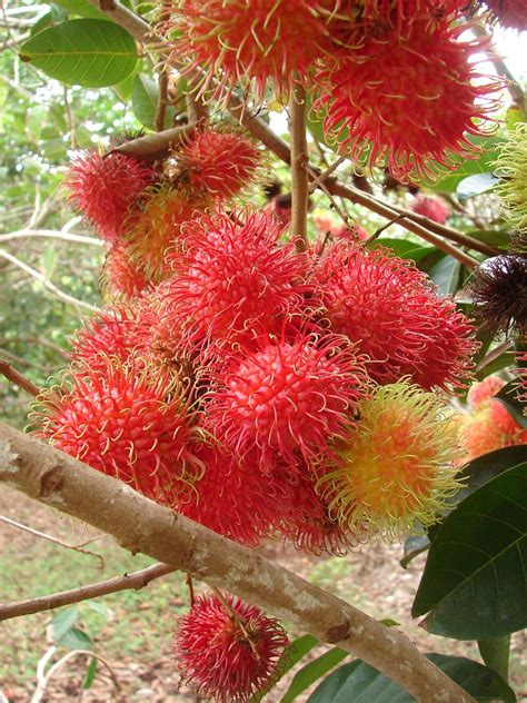 Polynesian Produce Stand 2red ~rambutan~ Fruit Tree Nephelium