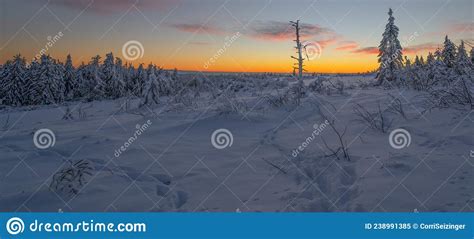 Stunning Panorama Of Snowy Landscape In Winter In Black Forest Snow