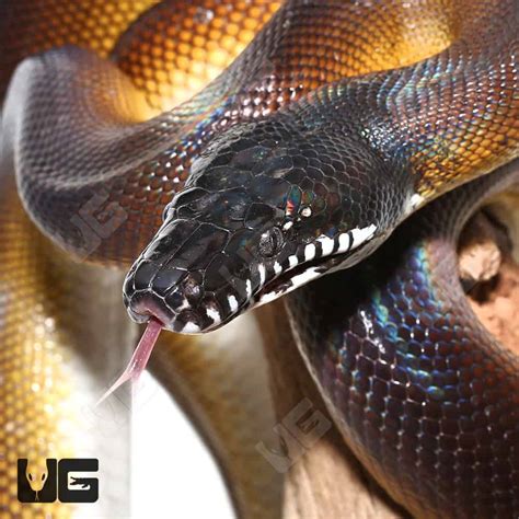 Adult Female Dalberts White Lipped Python Leiopython Albertisii For