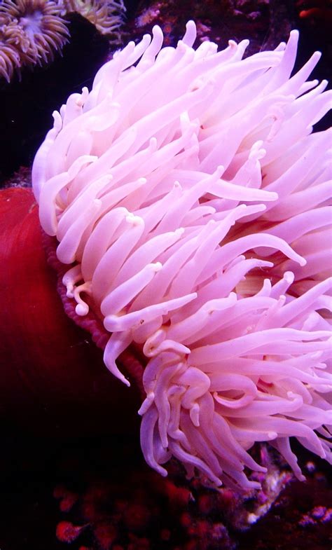 Wallpaper Pink Sea Anemone Underwater Resolution3264x2448 Wallpx