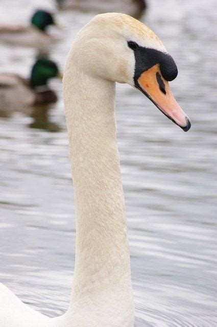 Ugly Duckling Photograph By Christina Adams Fine Art America