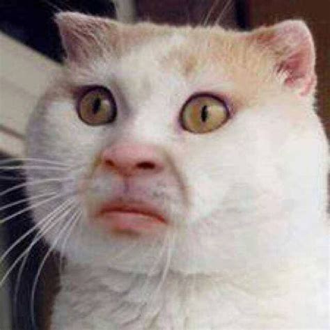 A Cat With Human Features ͡°╭͜ʖ╮͡° Funny Cat Faces Cute Funny