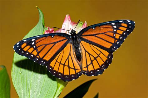 Viceroy Butterfly Photograph By Millard H Sharp
