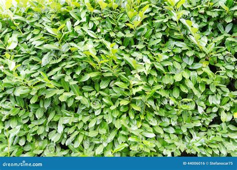 Green Laurel Bush Background Stock Photo Image Of Outdoor Leaf 44006016