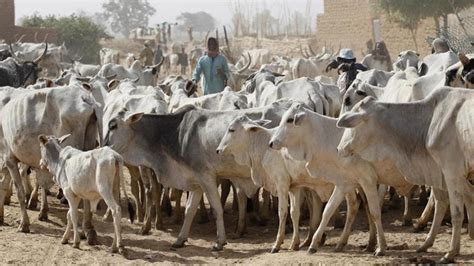 Fulani Herders Attack Two As Tension Mount In Ibarapa Politics Nigeria