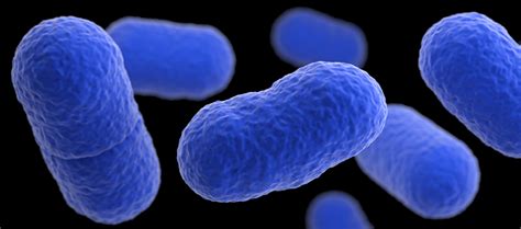 Listeria monocytogenes is classed in risk group 2 for human infection and should be handled with listeria monocytogenes can be subtyped by a number of different approaches including serotyping Listeria (Listeriosis) | Listeria | CDC en Español