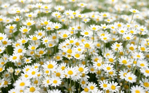 Download White Flower Field Flower Nature Daisy Hd Wallpaper