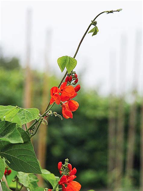 Planting a flowering vine for summer can be a great way to attract pollinators, boost curb appeal with a cascade of flowers or cast some shade over an outdoor seating area. The Best Annual Vines for Your Garden | Better Homes & Gardens