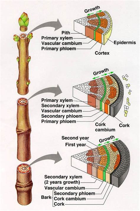 2plantanatomy